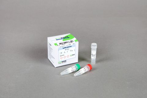 Taq DNA Polymerase 2,000 jednostek, w tym: 10 x bufor reakcyjny z MgCl₂