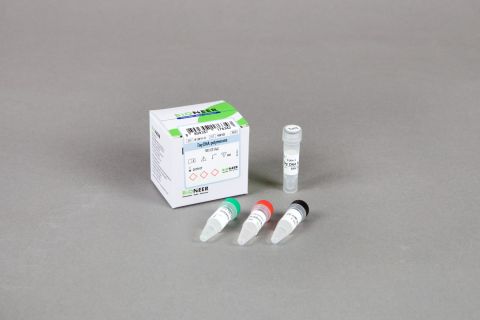 Taq DNA Polymerase 2,000 jednostek, w tym: 10 x bufor reakcyjny z 20 mM MgCl₂