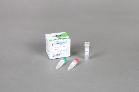 Top DNA Polymerase 2,000 jednostek, w tym: 10 x bufor reakcyjny z MgCl₂