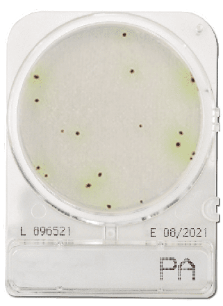 Compact Dry PA Pseudomonas aeruginosa