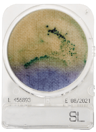 Compact Dry SL Salmonella