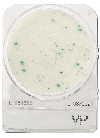 Compact Dry VP Vibrio parahaemolyticus