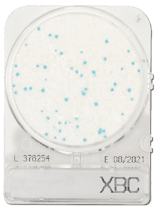 Compact Dry XBC (BC) Bacillus cereus