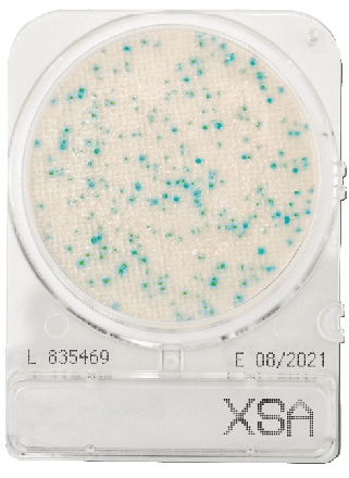 Compact Dry X-SA Staphylococcus aureus