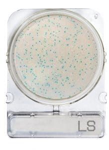 COMPACT DRY LS (LISTERIA SPP.)