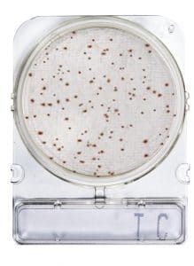 COMPACT DRY TC (RECUENTO TOTAL)