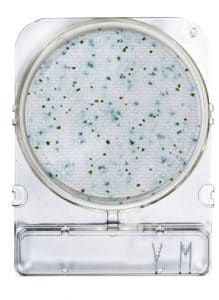 COMPACT DRY YM (MOHOS Y LEVADURAS)